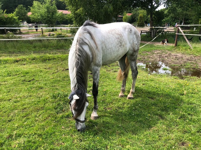 PRE Hongre 7 Ans 163 cm Gris in B&#xF6;tersen