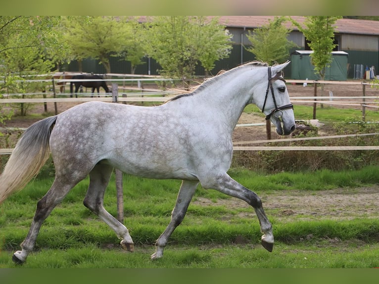 PRE Croisé Hongre 7 Ans 163 cm Gris in Bötersen