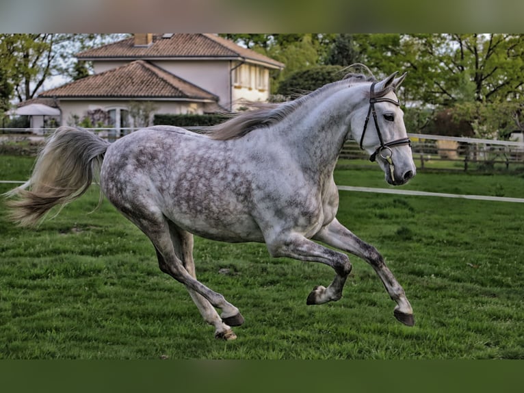 PRE Croisé Hongre 7 Ans 163 cm Gris in Bötersen
