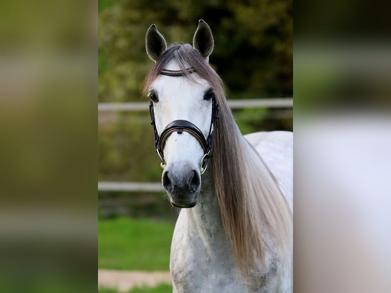 PRE Croisé Hongre 7 Ans 163 cm Gris in Bötersen