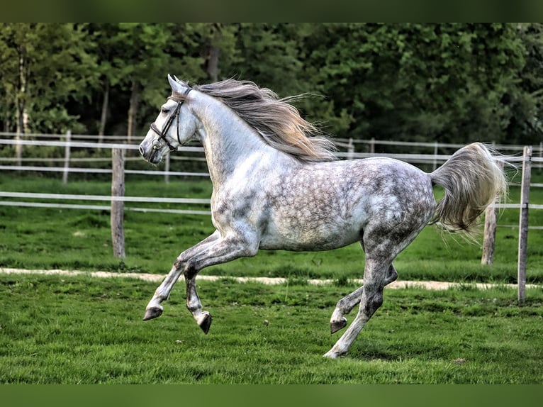 PRE Croisé Hongre 7 Ans 163 cm Gris in Bötersen
