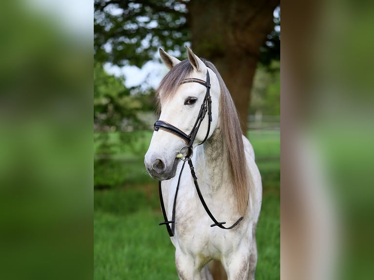 PRE Croisé Hongre 7 Ans 163 cm Gris in Bötersen