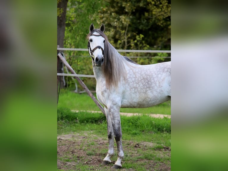 PRE Croisé Hongre 7 Ans 163 cm Gris in Bötersen