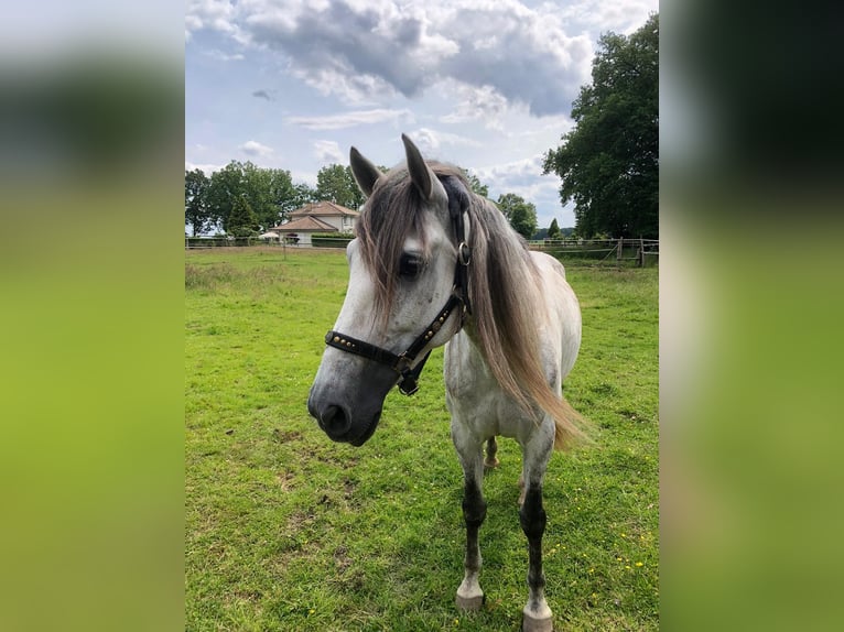 PRE Hongre 7 Ans 163 cm Gris in B&#xF6;tersen