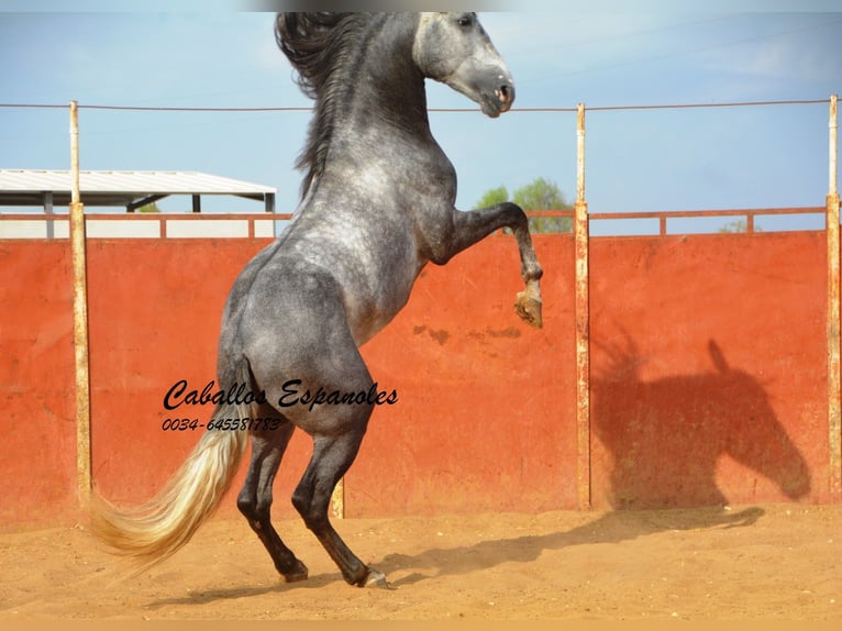 PRE Hongre 7 Ans 163 cm Gris pommelé in Vejer de la Frontera