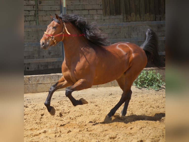 PRE Hongre 7 Ans 164 cm Bai in Pruna/Sevilla