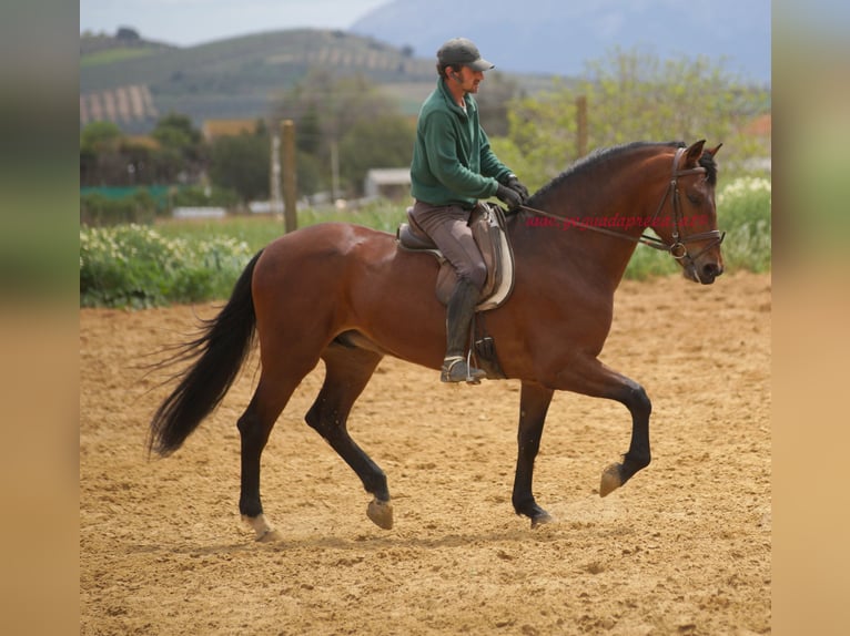 PRE Hongre 7 Ans 164 cm Bai in Pruna/Sevilla