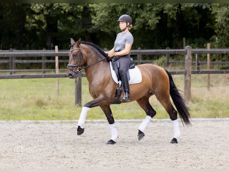 PRE Croisé Hongre 7 Ans 164 cm Bai in Dorsten