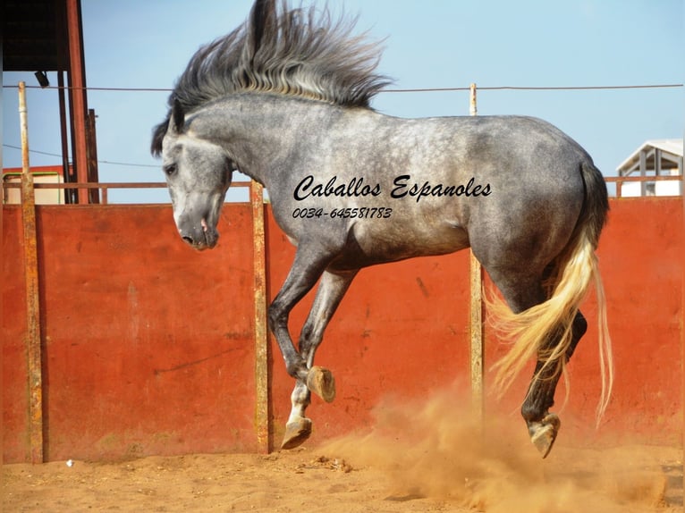 PRE Hongre 7 Ans 164 cm Gris noir in Vejer de la Frontera