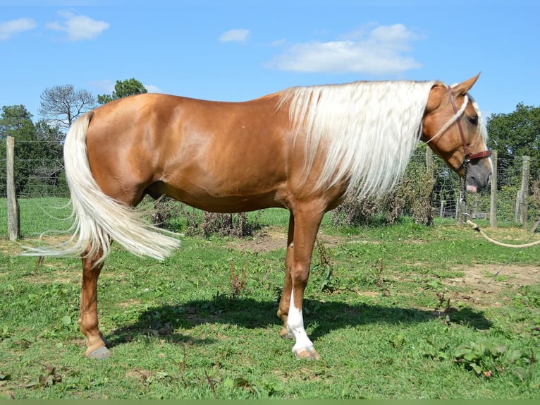 PRE Hongre 7 Ans 164 cm Palomino in Seefeld