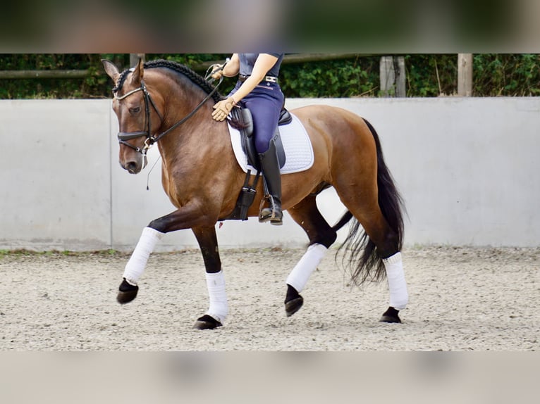 PRE Hongre 7 Ans 165 cm Bai brun in Bonanza