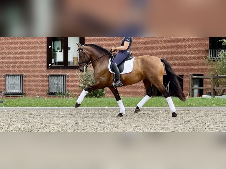 PRE Hongre 7 Ans 165 cm Bai brun in Bonanza