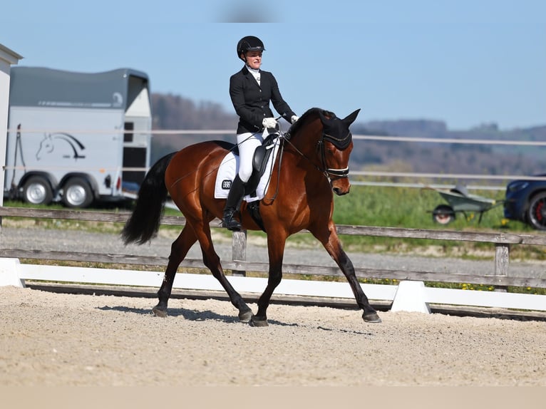 PRE Hongre 7 Ans 165 cm Bai in Zürich