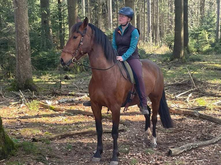 PRE Croisé Hongre 7 Ans 165 cm Bai in Oberzent