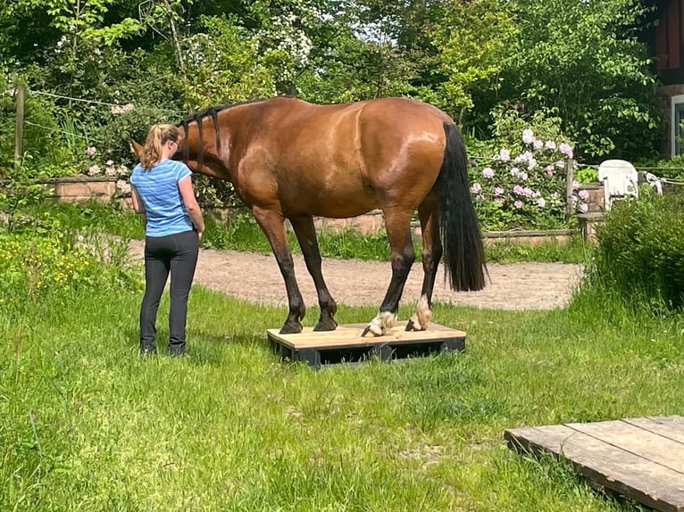 PRE Croisé Hongre 7 Ans 165 cm Bai in Oberzent