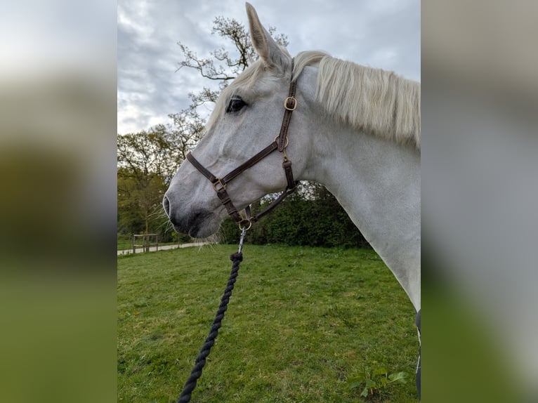 PRE Hongre 7 Ans 165 cm Gris in Troarn