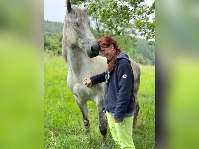 PRE Hongre 7 Ans 165 cm Gris in Wehretal