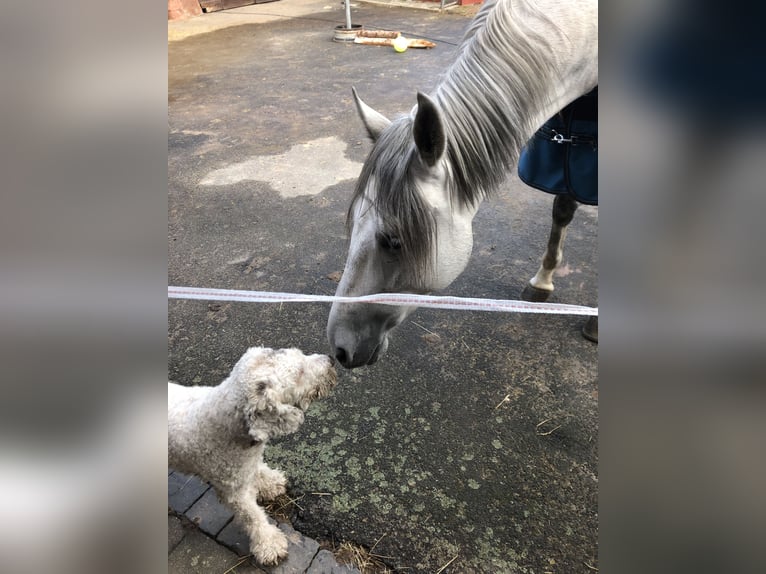 PRE Hongre 7 Ans 165 cm Gris in Wehretal