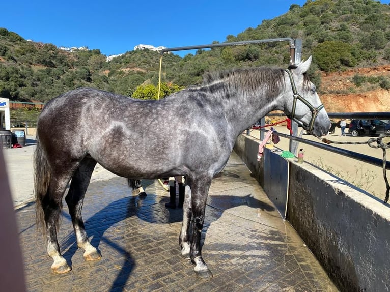 PRE Hongre 7 Ans 165 cm Gris in Marbella