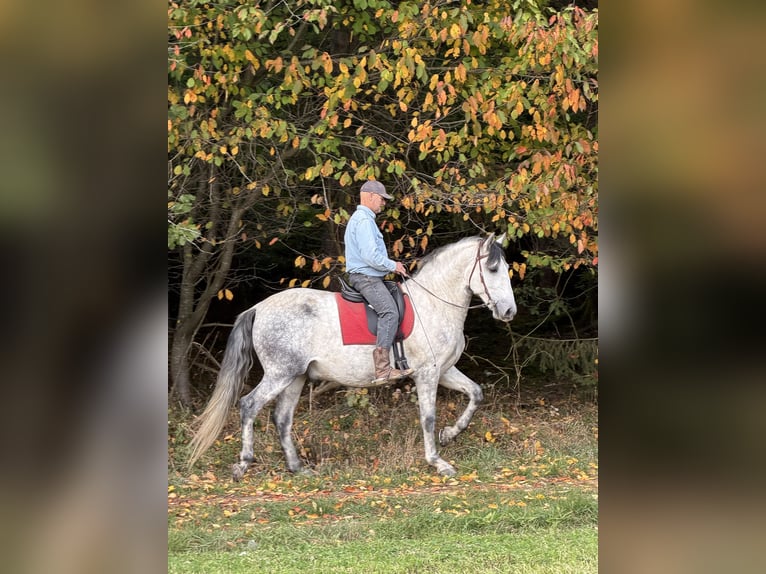PRE Croisé Hongre 7 Ans 165 cm Gris pommelé in GrabenstättGrabenstätt