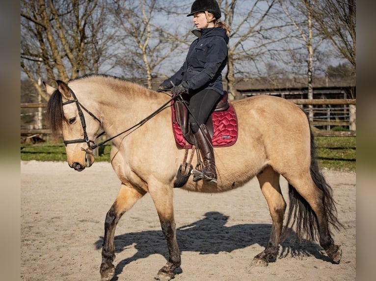 PRE Croisé Hongre 7 Ans 165 cm Isabelle in Le Mans