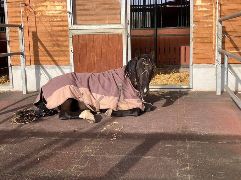 PRE Croisé Hongre 7 Ans 165 cm Noir in Worben