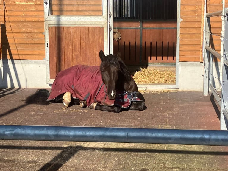 PRE Croisé Hongre 7 Ans 165 cm Noir in Worben