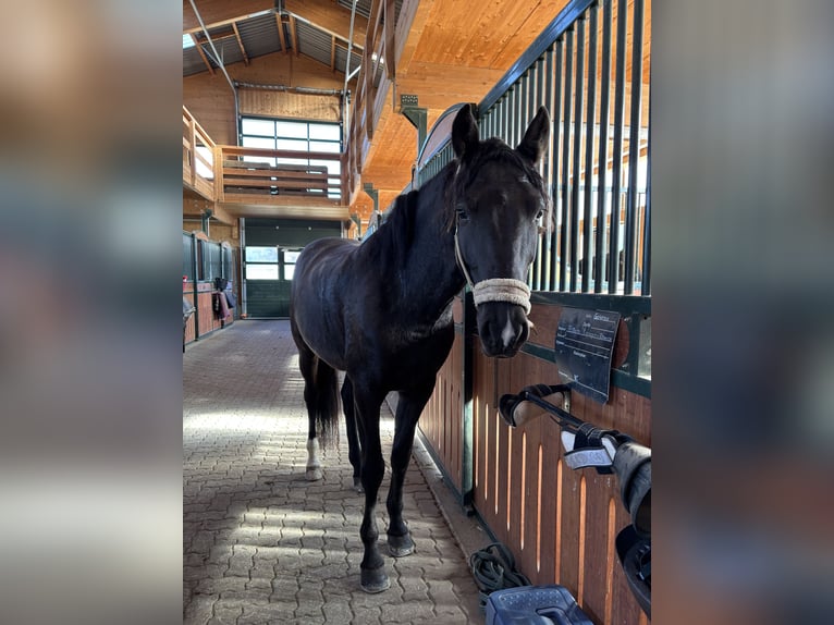 PRE Croisé Hongre 7 Ans 165 cm Noir in Worben