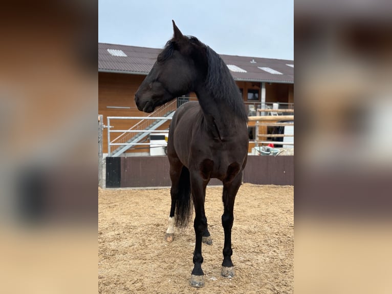 PRE Croisé Hongre 7 Ans 165 cm Noir in Worben