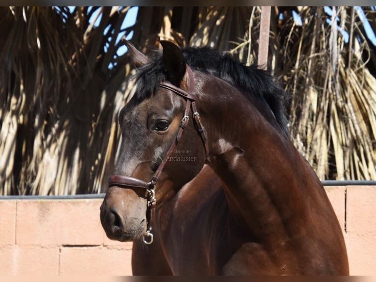 PRE Hongre 7 Ans 166 cm Bai brun in Provinz Malaga