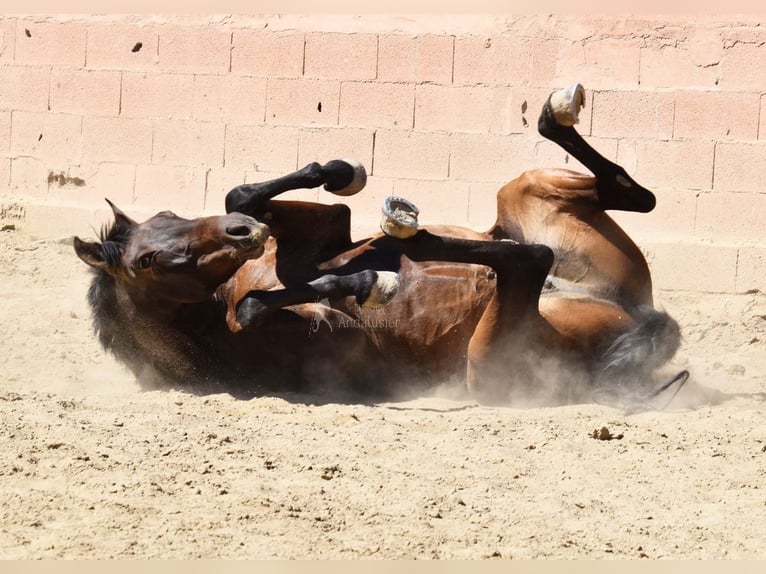 PRE Hongre 7 Ans 166 cm Bai brun in Provinz Malaga