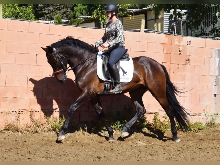 PRE Hongre 7 Ans 166 cm Bai brun in Provinz Malaga