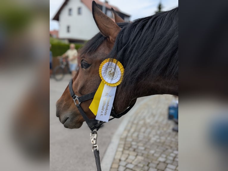 PRE Hongre 7 Ans 166 cm Bai in Ahorn