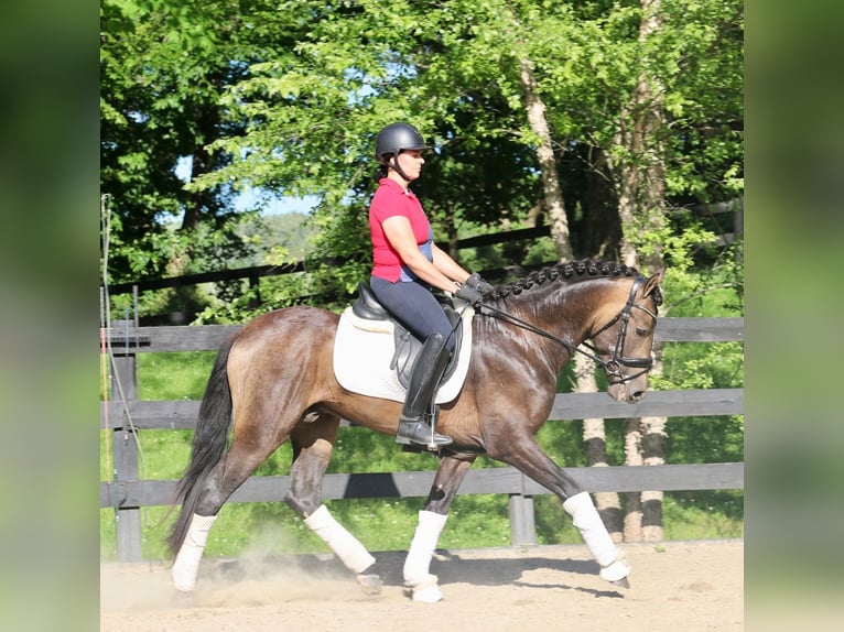 PRE Croisé Hongre 7 Ans 166 cm Buckskin in Wildenbruch