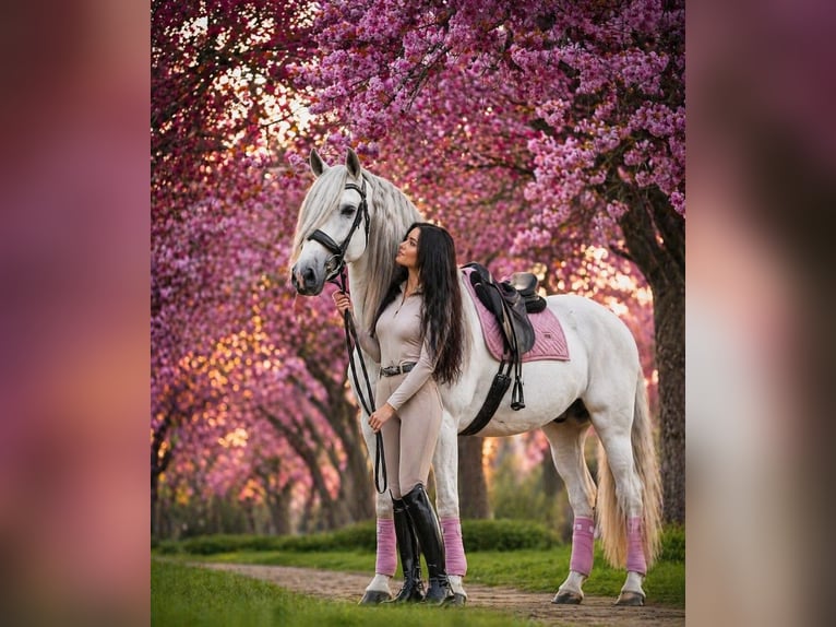 PRE Croisé Hongre 7 Ans 166 cm Gris in Grebenhain