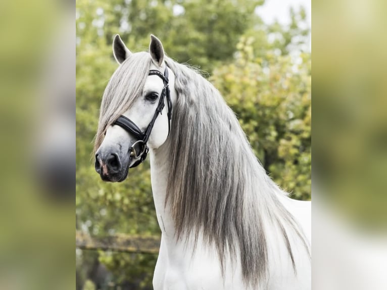 PRE Croisé Hongre 7 Ans 166 cm Gris in Grebenhain