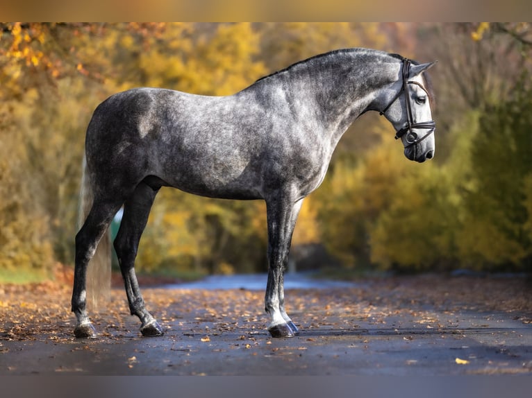 PRE Croisé Hongre 7 Ans 166 cm Gris pommelé in Windhagen