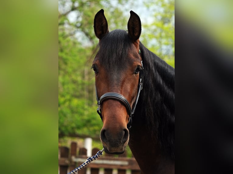 PRE Croisé Hongre 7 Ans 167 cm Bai brun in Hückeswagen
