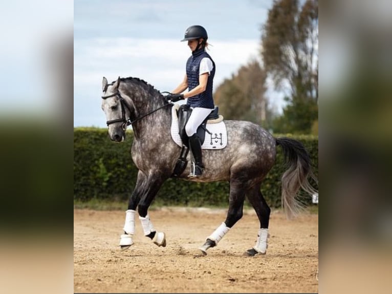 PRE Hongre 7 Ans 167 cm Gris in Achtmaal