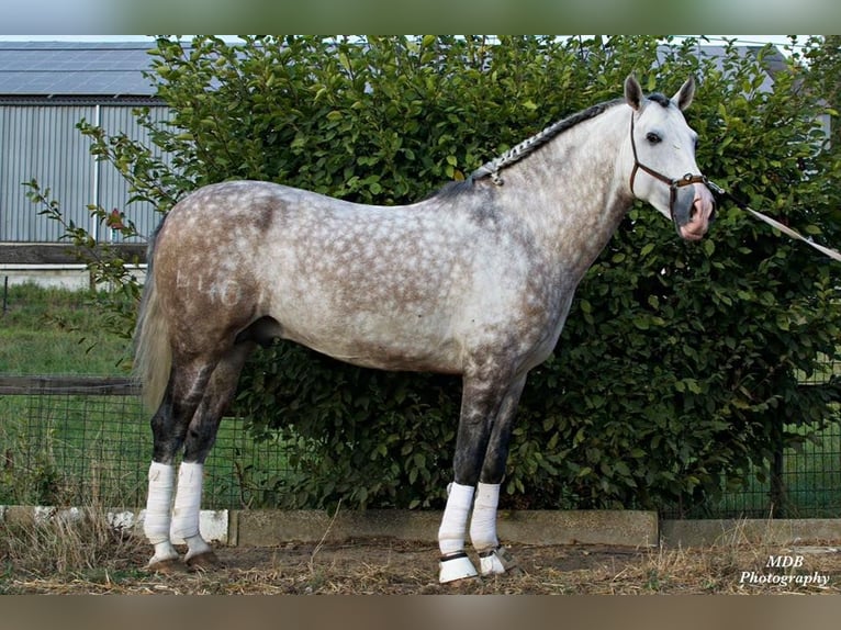 PRE Croisé Hongre 7 Ans 167 cm Gris in Dormagen