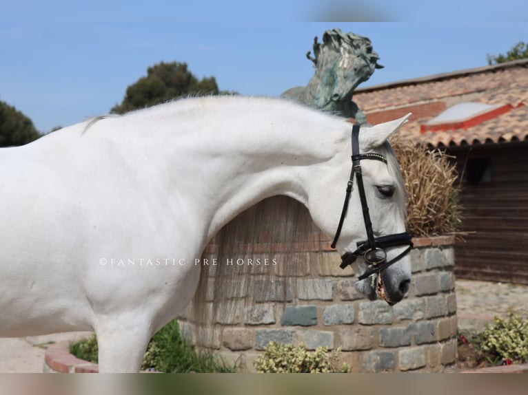 PRE Croisé Hongre 7 Ans 167 cm Gris in Santa Perpetua de Mogoda