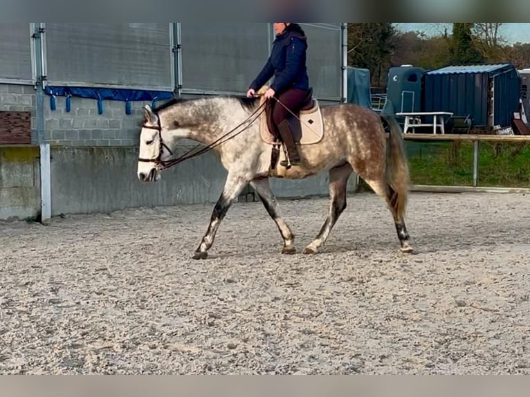 PRE Hongre 7 Ans 167 cm Gris pommelé in Walhorn