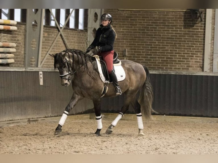 PRE Croisé Hongre 7 Ans 167 cm Gris pommelé in Cremlingen