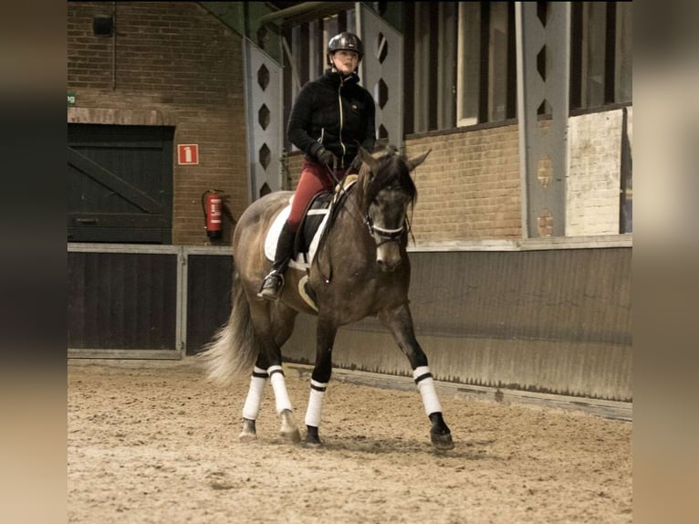 PRE Croisé Hongre 7 Ans 167 cm Gris pommelé in Cremlingen