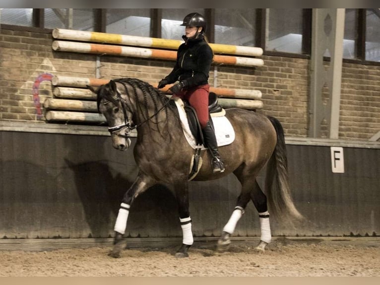 PRE Croisé Hongre 7 Ans 167 cm Gris pommelé in Cremlingen