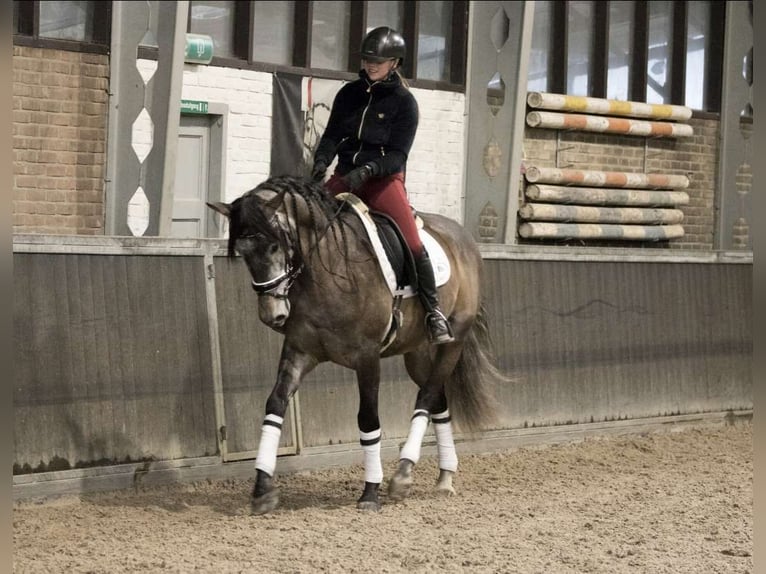 PRE Croisé Hongre 7 Ans 167 cm Gris pommelé in Cremlingen