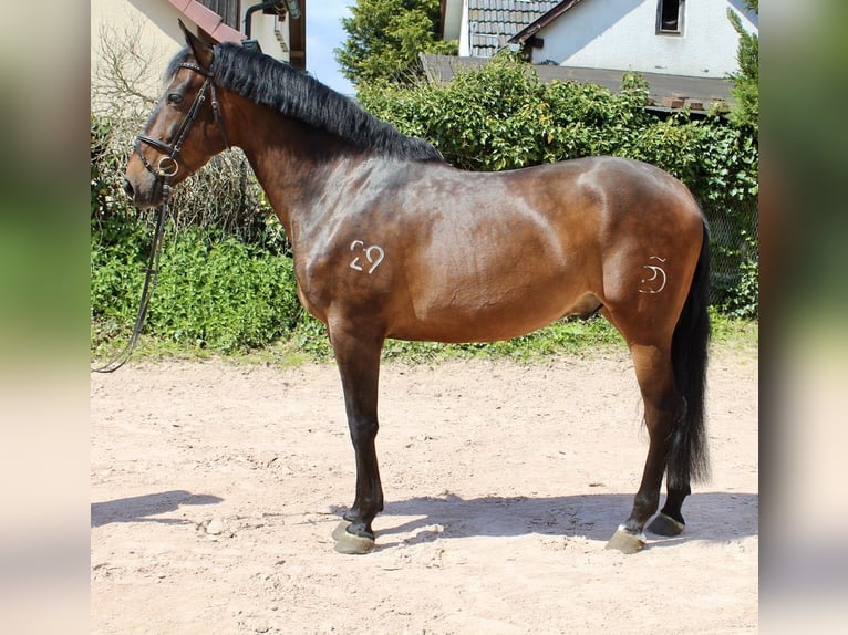 PRE Hongre 7 Ans 168 cm Bai in Sonnefeld