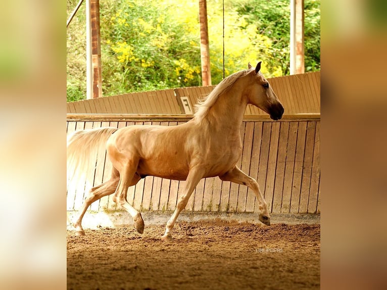 PRE Hongre 7 Ans 168 cm Palomino in Santa Perpetua de Mogoda