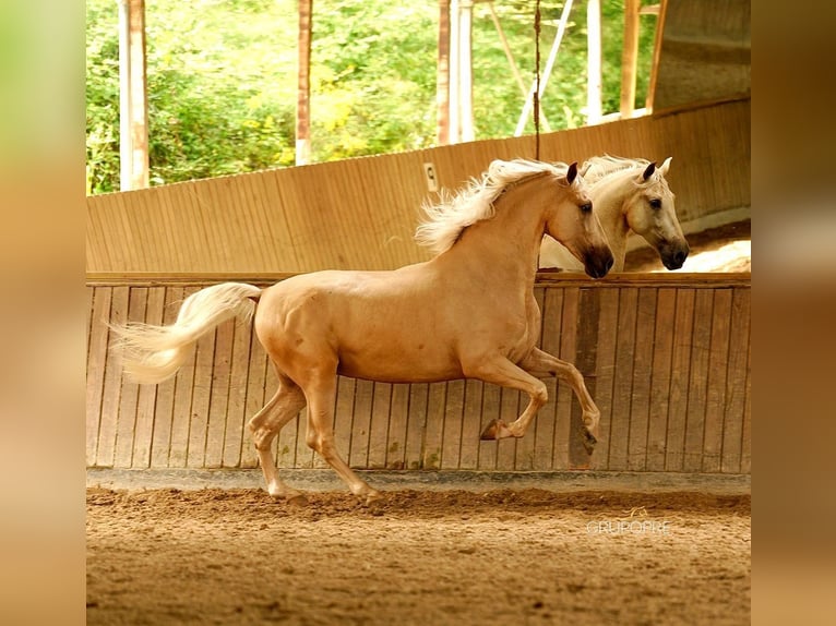 PRE Hongre 7 Ans 168 cm Palomino in Santa Perpetua de Mogoda