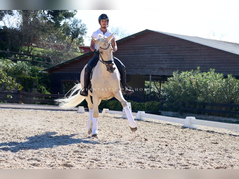 PRE Hongre 7 Ans 168 cm Palomino in Santa Perpetua de Mogoda